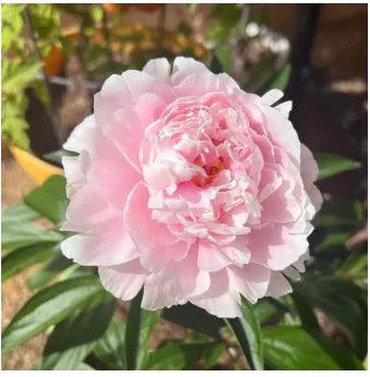 🔥Promoção🔥 Peônias da Rainha: Floresça seu Jardim 🌺