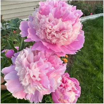 🔥Promoção🔥 Peônias da Rainha: Floresça seu Jardim 🌺