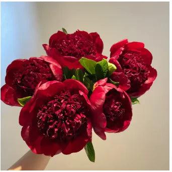 🔥Promoção🔥 Peônias da Rainha: Floresça seu Jardim 🌺