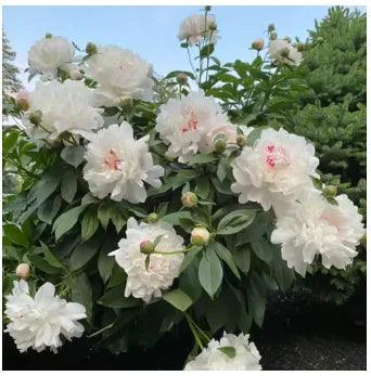 🔥Promoção🔥 Peônias da Rainha: Floresça seu Jardim 🌺