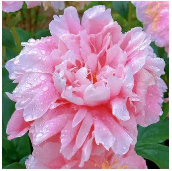 🔥Promoção🔥 Peônias da Rainha: Floresça seu Jardim 🌺