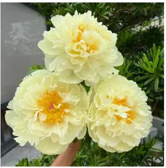 🔥Promoção🔥 Peônias da Rainha: Floresça seu Jardim 🌺