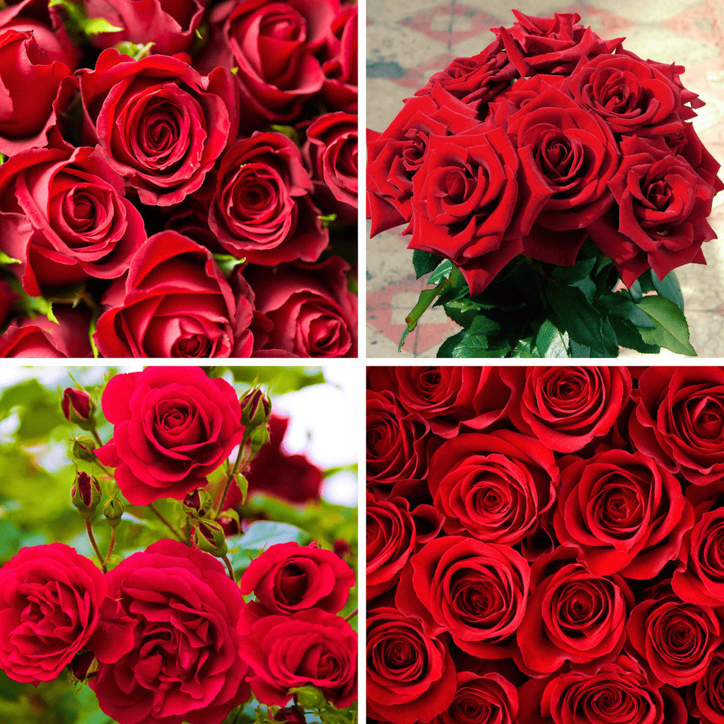 Fertilizante para Rosas Trepadeiras - Palácio das Rosas
