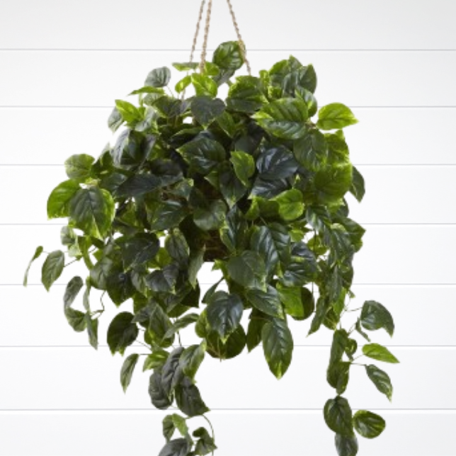 Cesta suspensa Pothos Artificial
