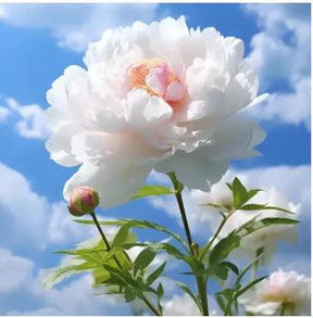 🔥Promoção🔥 Peônias da Rainha: Floresça seu Jardim 🌺