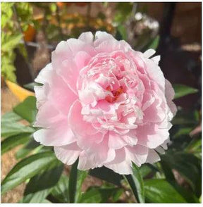 🔥Promoção🔥 Peônias da Rainha: Floresça seu Jardim 🌺