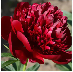🔥Promoção🔥 Peônias da Rainha: Floresça seu Jardim 🌺