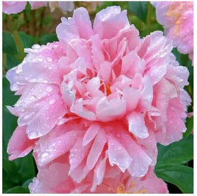 🔥Promoção🔥 Peônias da Rainha: Floresça seu Jardim 🌺