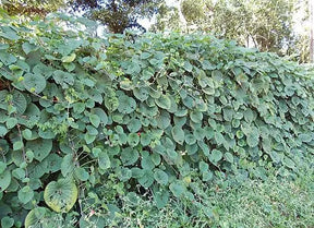 IPOMEIA AFRICANA (Stictocardia macalusoi)