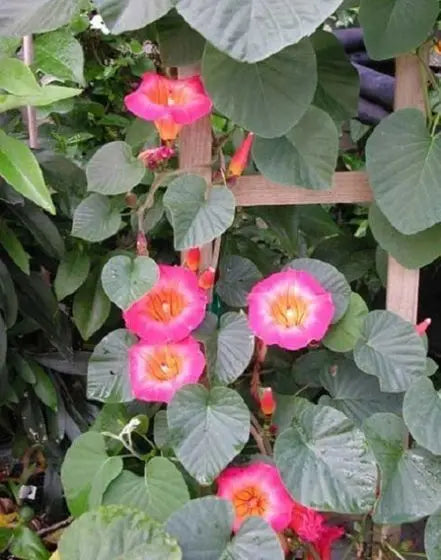IPOMEIA AFRICANA (Stictocardia macalusoi)